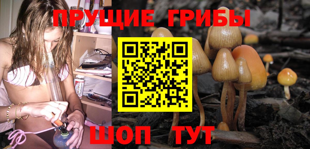 Псилоцибиновые грибы Psilocybine cubensis Среднеуральск